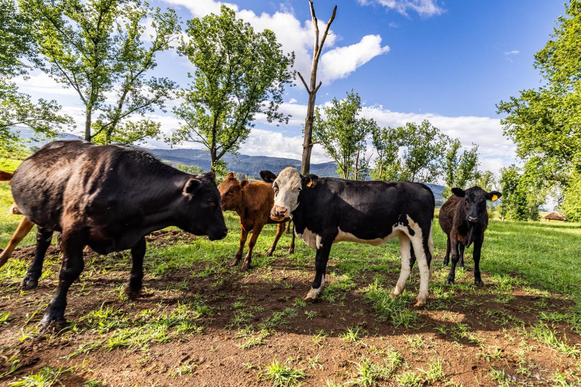 Gartmore Guest Farm Hotel Howick Bagian luar foto