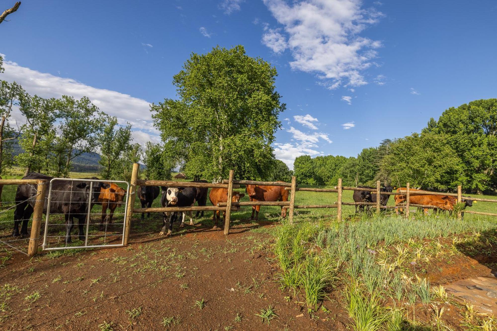 Gartmore Guest Farm Hotel Howick Bagian luar foto